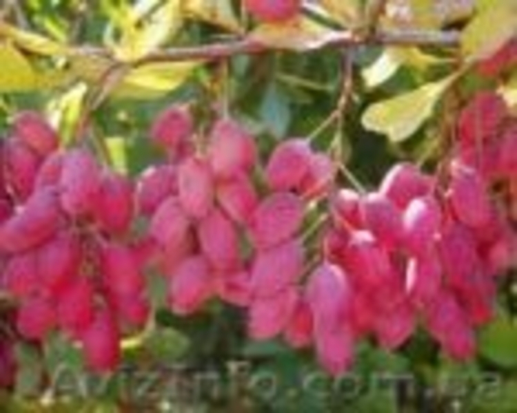 плодовые саженцы - <ro>Изображение</ro><ru>Изображение</ru> #9, <ru>Объявление</ru> #540701