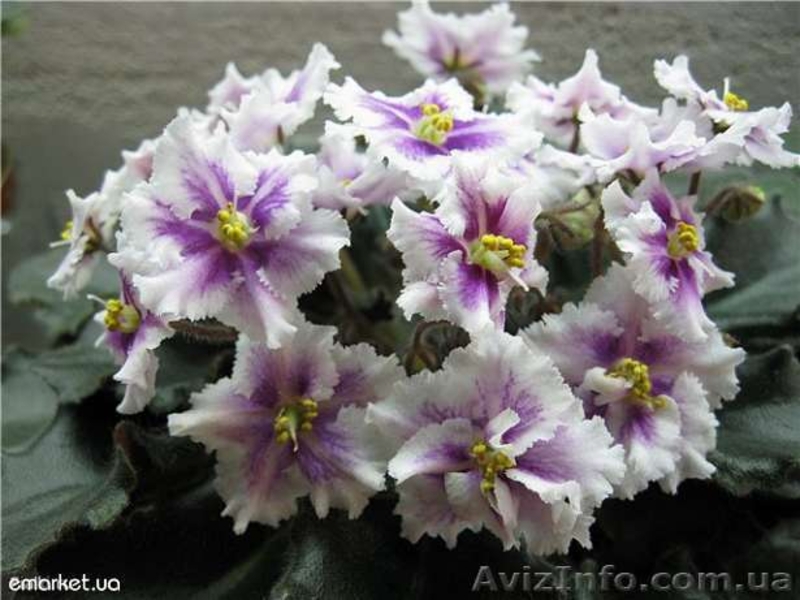 продаю красивые фиалочки - <ro>Изображение</ro><ru>Изображение</ru> #3, <ru>Объявление</ru> #535019