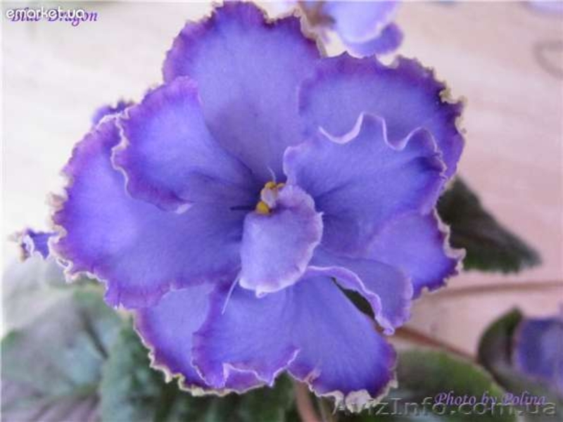 продаю красивые фиалочки - <ro>Изображение</ro><ru>Изображение</ru> #4, <ru>Объявление</ru> #535019