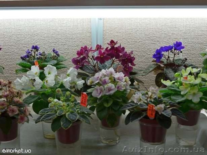 продаю красивые фиалочки - <ro>Изображение</ro><ru>Изображение</ru> #6, <ru>Объявление</ru> #535019