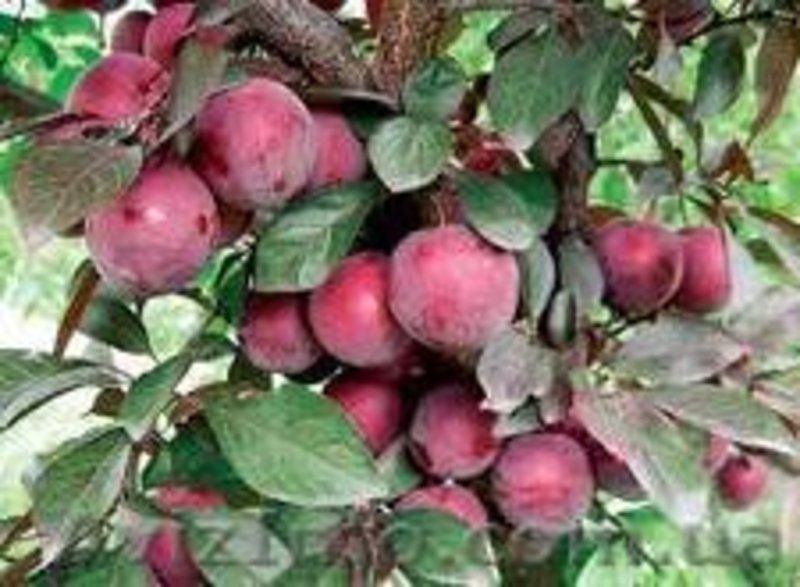 плодовые саженцы - <ro>Изображение</ro><ru>Изображение</ru> #7, <ru>Объявление</ru> #540701