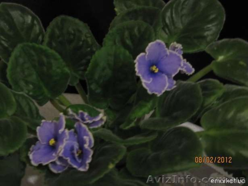 продаю красивые фиалочки - <ro>Изображение</ro><ru>Изображение</ru> #8, <ru>Объявление</ru> #535019
