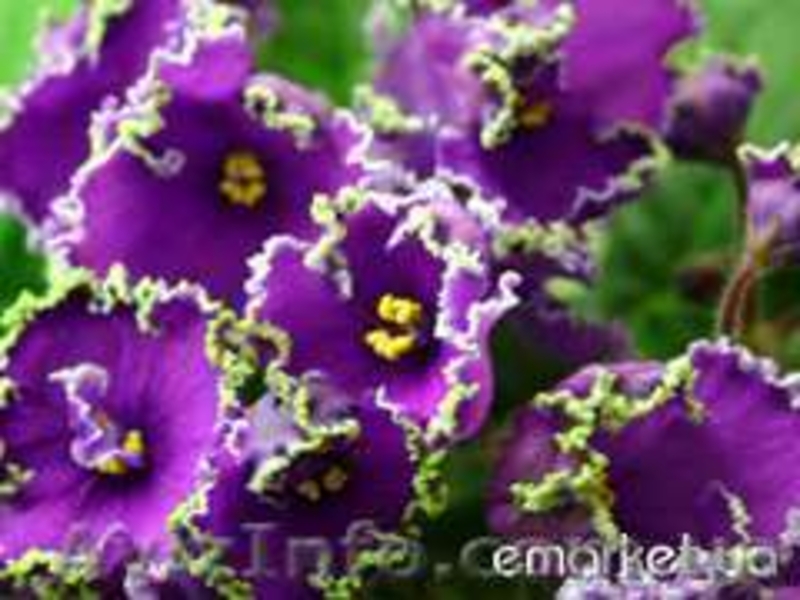 продаю красивые фиалочки - <ro>Изображение</ro><ru>Изображение</ru> #9, <ru>Объявление</ru> #535019