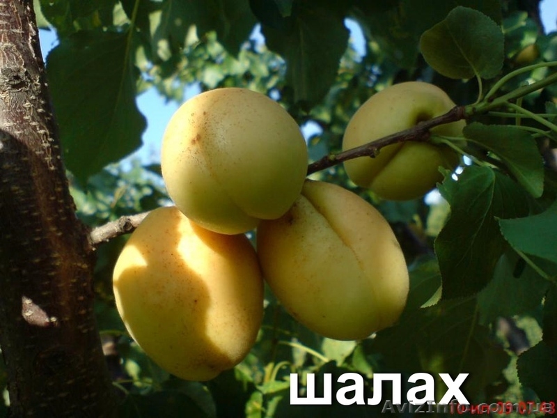 плодовые саженцы - <ro>Изображение</ro><ru>Изображение</ru> #6, <ru>Объявление</ru> #540701