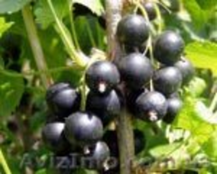 плодовые саженцы - <ro>Изображение</ro><ru>Изображение</ru> #10, <ru>Объявление</ru> #540701