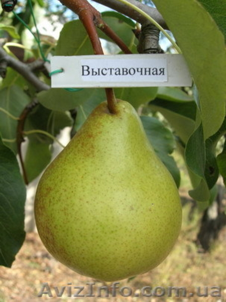 плодовые саженцы - <ro>Изображение</ro><ru>Изображение</ru> #5, <ru>Объявление</ru> #540701