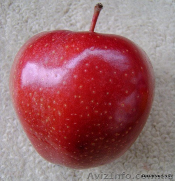 плодовые саженцы - <ro>Изображение</ro><ru>Изображение</ru> #3, <ru>Объявление</ru> #540701