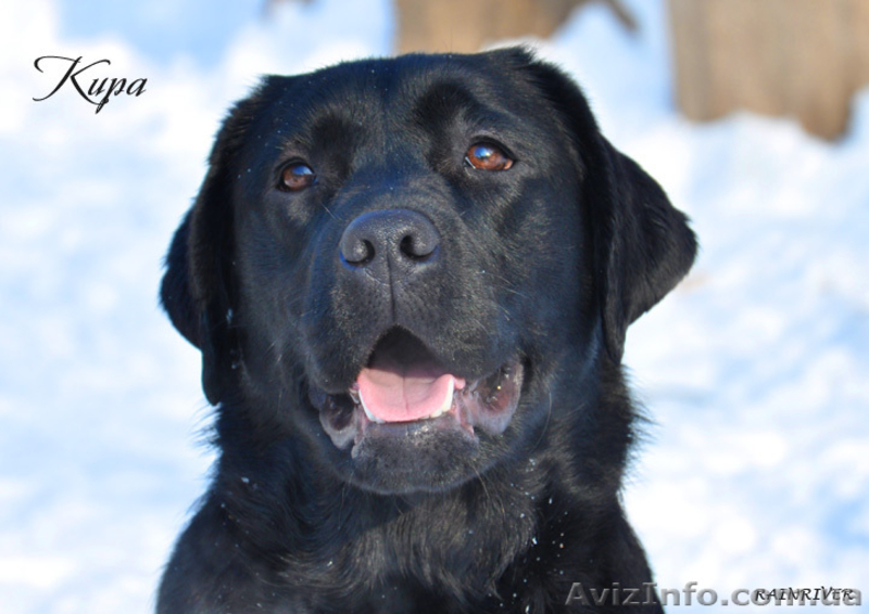 Срочно недорого высокопородные щенки лабрадора - <ro>Изображение</ro><ru>Изображение</ru> #3, <ru>Объявление</ru> #562613