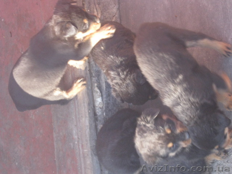 Ротвейлеры щенки срочно!!!! - <ro>Изображение</ro><ru>Изображение</ru> #3, <ru>Объявление</ru> #589144