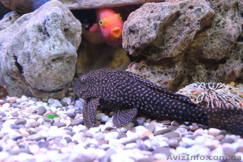 продаю аквариум на 700 литров - <ro>Изображение</ro><ru>Изображение</ru> #3, <ru>Объявление</ru> #594322