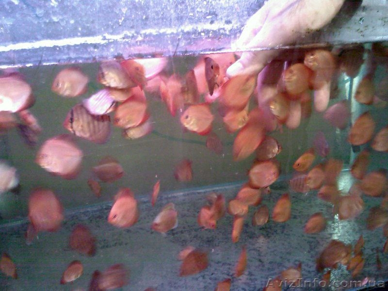 Продаю дискусов - <ro>Изображение</ro><ru>Изображение</ru> #5, <ru>Объявление</ru> #571900