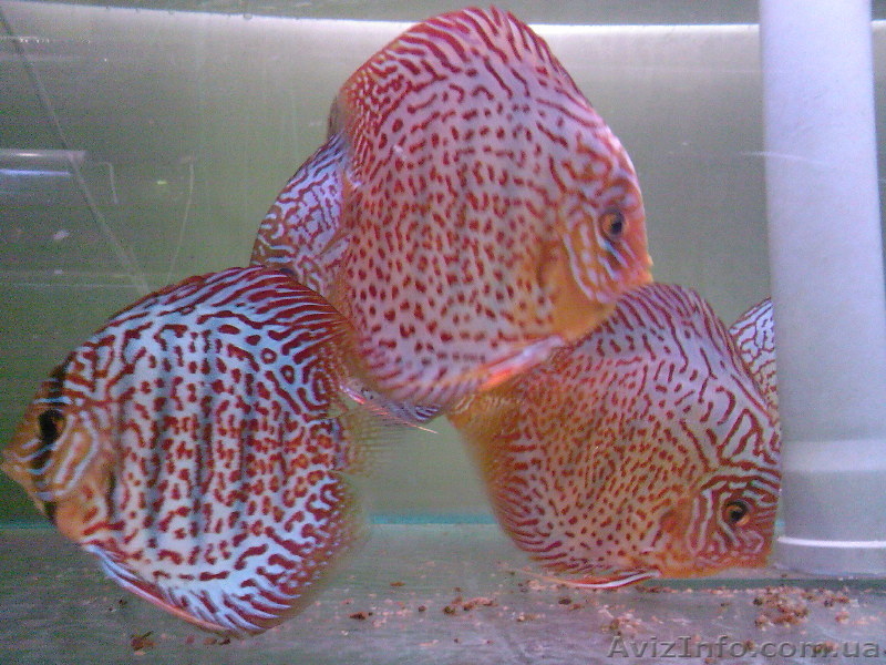 Продаю дискусов - <ro>Изображение</ro><ru>Изображение</ru> #4, <ru>Объявление</ru> #571900