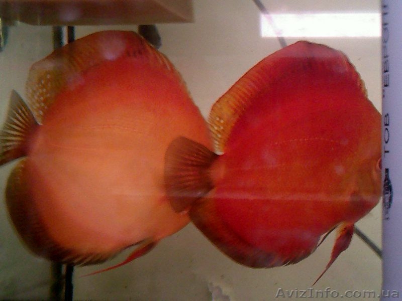 Продаю дискусов - <ro>Изображение</ro><ru>Изображение</ru> #3, <ru>Объявление</ru> #571900