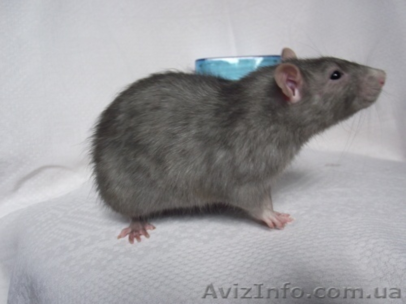 Крысята в хорошие руки - <ro>Изображение</ro><ru>Изображение</ru> #3, <ru>Объявление</ru> #622561