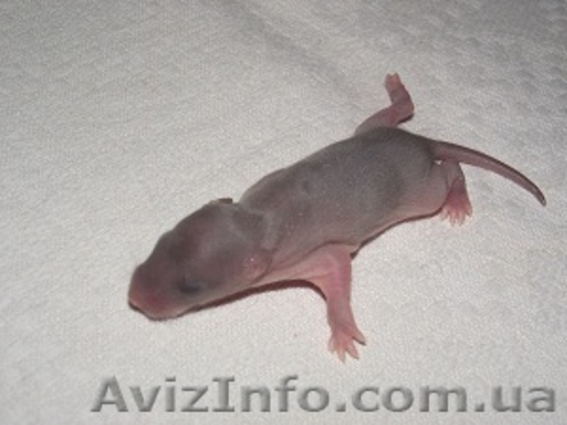 Крысята в хорошие руки - <ro>Изображение</ro><ru>Изображение</ru> #4, <ru>Объявление</ru> #622561