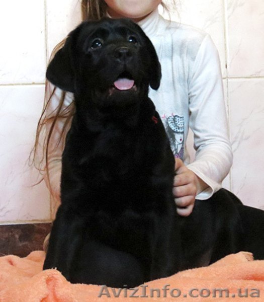Элитные щенки Лабрадора ретривера - <ro>Изображение</ro><ru>Изображение</ru> #3, <ru>Объявление</ru> #620784