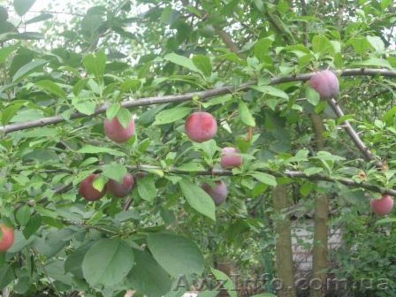 продаю дачу СВТ Ветеран, с. Колларово за Терновкой - <ro>Изображение</ro><ru>Изображение</ru> #3, <ru>Объявление</ru> #705290