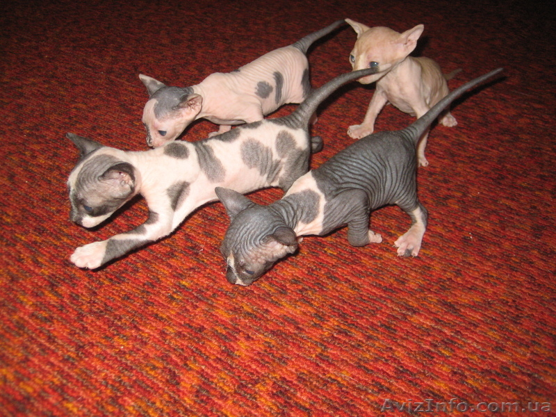Продаю Канадских Сфинксов! - <ro>Изображение</ro><ru>Изображение</ru> #3, <ru>Объявление</ru> #716940