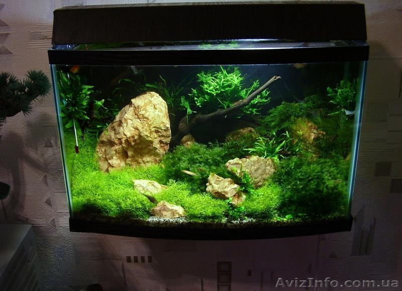 Обслуживание аквариума.Дизайн аквариума  - <ro>Изображение</ro><ru>Изображение</ru> #3, <ru>Объявление</ru> #745873