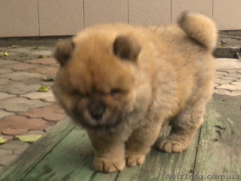 Высокопородистый щенок мальчик ЧАУ - <ro>Изображение</ro><ru>Изображение</ru> #3, <ru>Объявление</ru> #773241