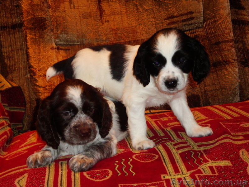 Щенки русского охотничьего спаниеля!!!!!! - <ro>Изображение</ro><ru>Изображение</ru> #3, <ru>Объявление</ru> #794434