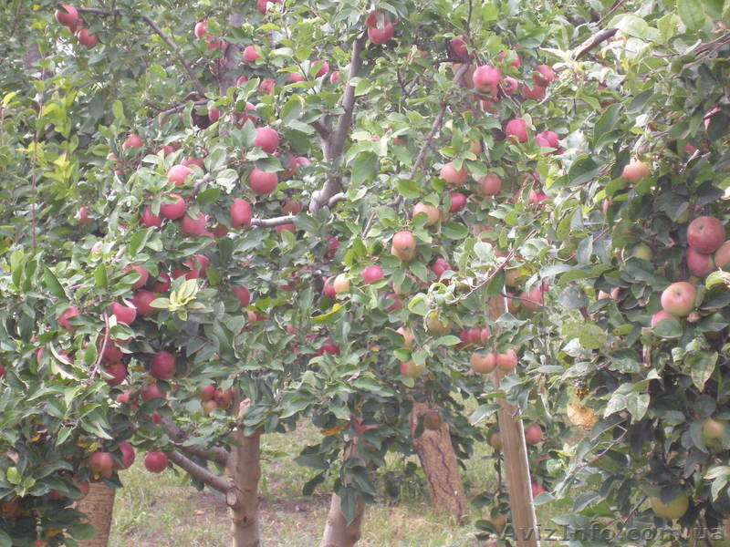 Продам дачу в поселке Зайчевское - <ro>Изображение</ro><ru>Изображение</ru> #4, <ru>Объявление</ru> #791057