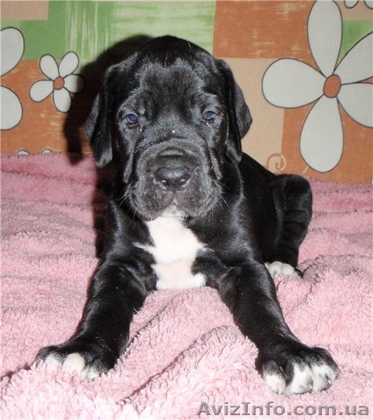 Щенки немецкого дога. - <ro>Изображение</ro><ru>Изображение</ru> #4, <ru>Объявление</ru> #806204