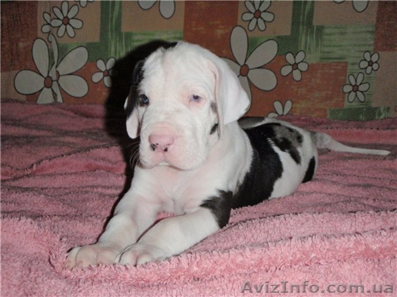 Щенки немецкого дога. - <ro>Изображение</ro><ru>Изображение</ru> #3, <ru>Объявление</ru> #806204