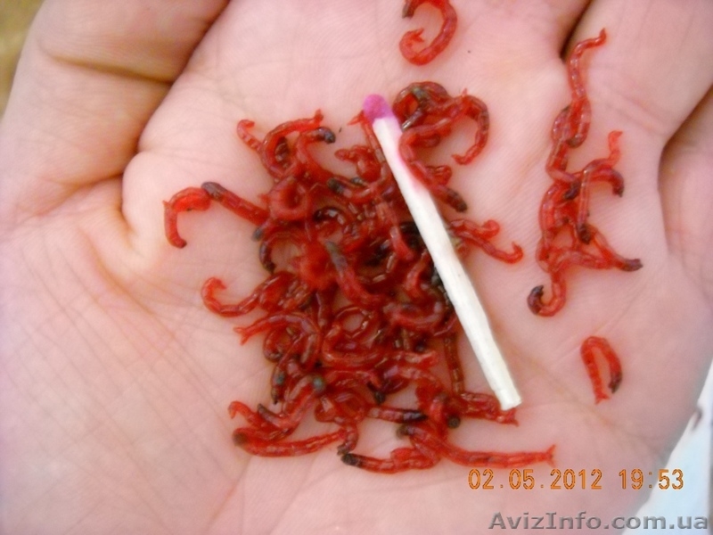 Свежий рыболовный мотыль - <ro>Изображение</ro><ru>Изображение</ru> #3, <ru>Объявление</ru> #801964