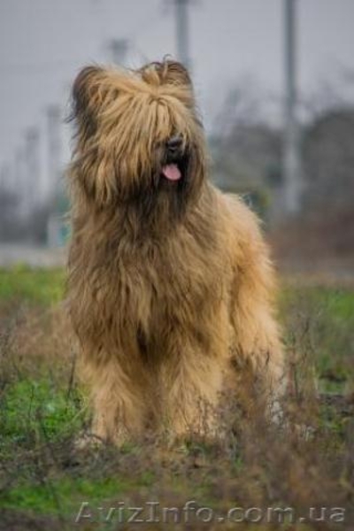 Щенки БРИАРА рожденные 15.11.2012 года - <ro>Изображение</ro><ru>Изображение</ru> #4, <ru>Объявление</ru> #809221