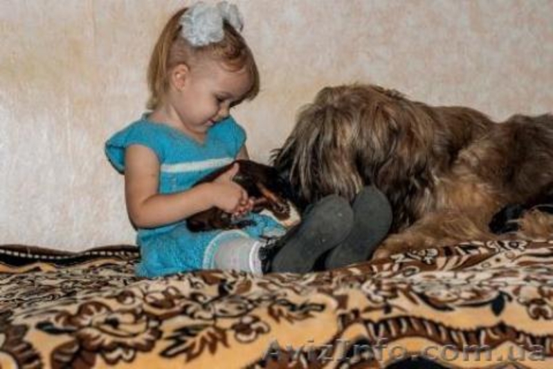 Щенки БРИАРА рожденные 15.11.2012 года - <ro>Изображение</ro><ru>Изображение</ru> #3, <ru>Объявление</ru> #809221