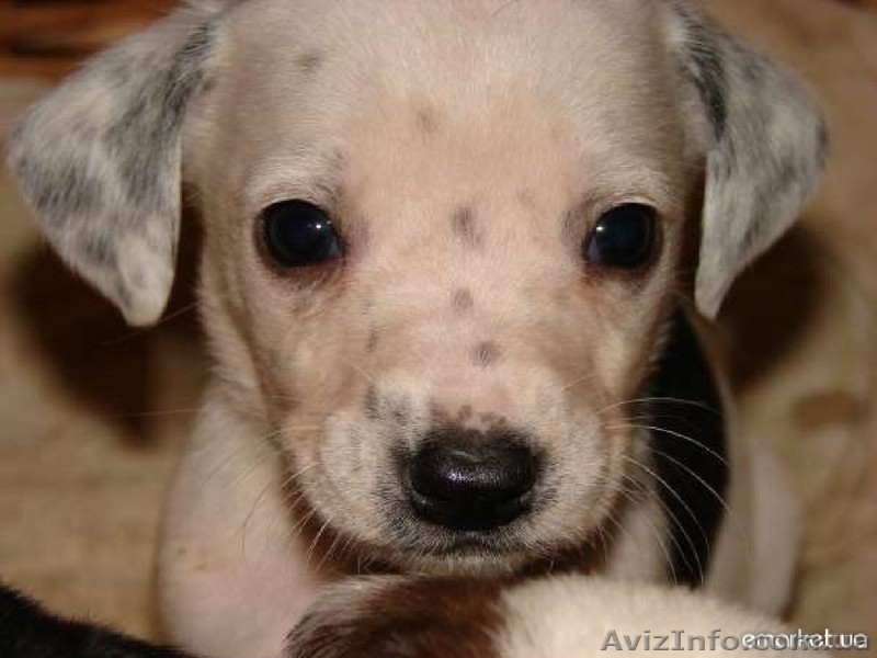 Дарю далматинцев - <ro>Изображение</ro><ru>Изображение</ru> #4, <ru>Объявление</ru> #817746
