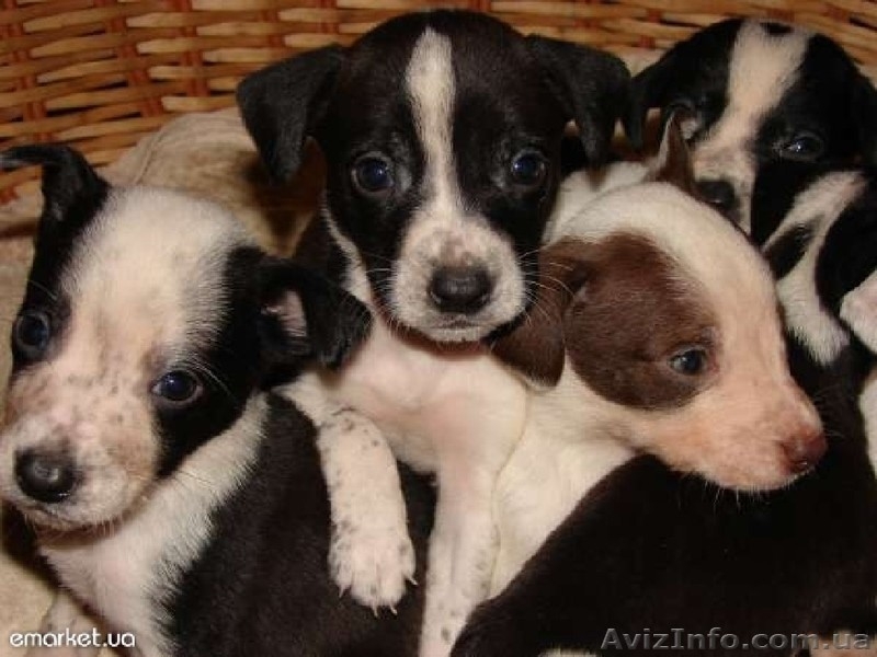 Дарю далматинцев - <ro>Изображение</ro><ru>Изображение</ru> #5, <ru>Объявление</ru> #817746