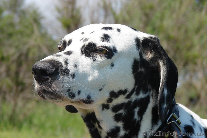 Дарю далматинцев - <ro>Изображение</ro><ru>Изображение</ru> #3, <ru>Объявление</ru> #817746