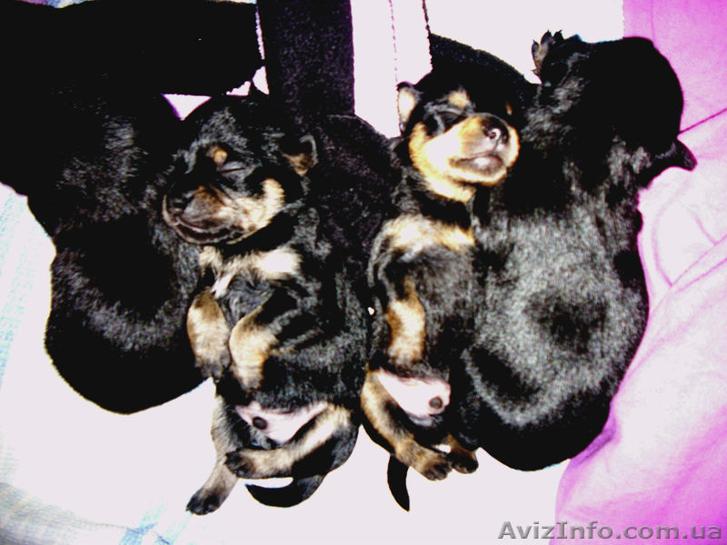 Щенки русского той-терьера - <ro>Изображение</ro><ru>Изображение</ru> #3, <ru>Объявление</ru> #817094