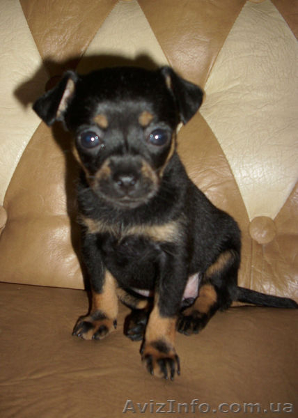 Чудесные щенки русского той-терьера - <ro>Изображение</ro><ru>Изображение</ru> #3, <ru>Объявление</ru> #825387