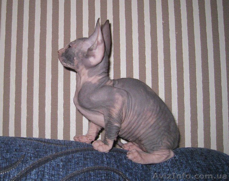 Чудесный подарок на рождество - <ro>Изображение</ro><ru>Изображение</ru> #3, <ru>Объявление</ru> #815822