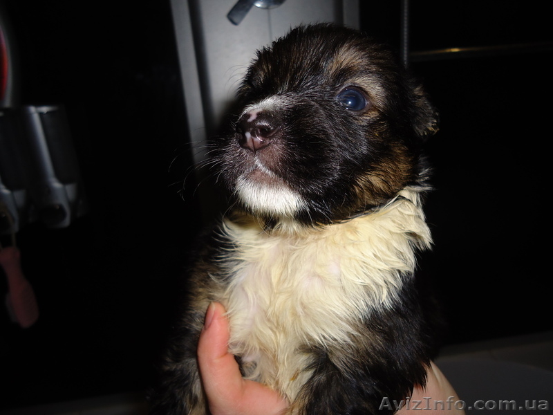 Бесплатно в хорошие руки, щенки. - <ro>Изображение</ro><ru>Изображение</ru> #3, <ru>Объявление</ru> #854340