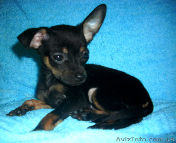 Русский той-терьер - <ro>Изображение</ro><ru>Изображение</ru> #3, <ru>Объявление</ru> #857489