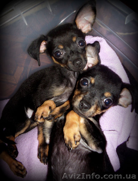 Обаятельные щенки русского той-терьера - <ro>Изображение</ro><ru>Изображение</ru> #3, <ru>Объявление</ru> #857499