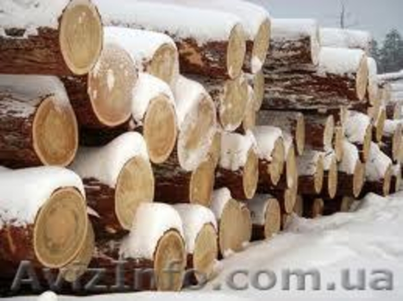 Сибирская лиственница Николаев - <ro>Изображение</ro><ru>Изображение</ru> #5, <ru>Объявление</ru> #857929