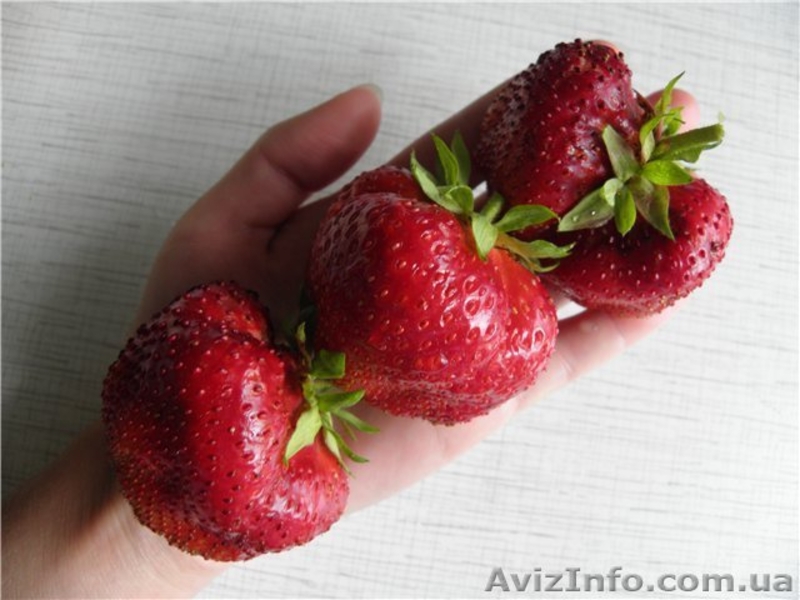 Продам фриго рассаду ремонтатной клубники из Европы - <ro>Изображение</ro><ru>Изображение</ru> #3, <ru>Объявление</ru> #871417