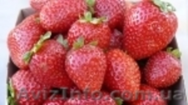 Продам фриго рассаду ремонтатной клубники из Европы - <ro>Изображение</ro><ru>Изображение</ru> #6, <ru>Объявление</ru> #871417