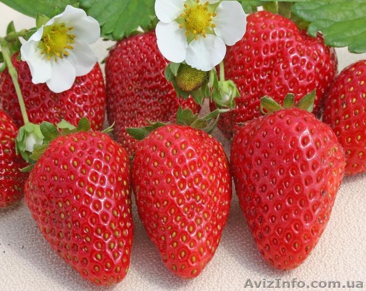 Продам фриго рассаду ремонтатной клубники из Европы - <ro>Изображение</ro><ru>Изображение</ru> #7, <ru>Объявление</ru> #871417