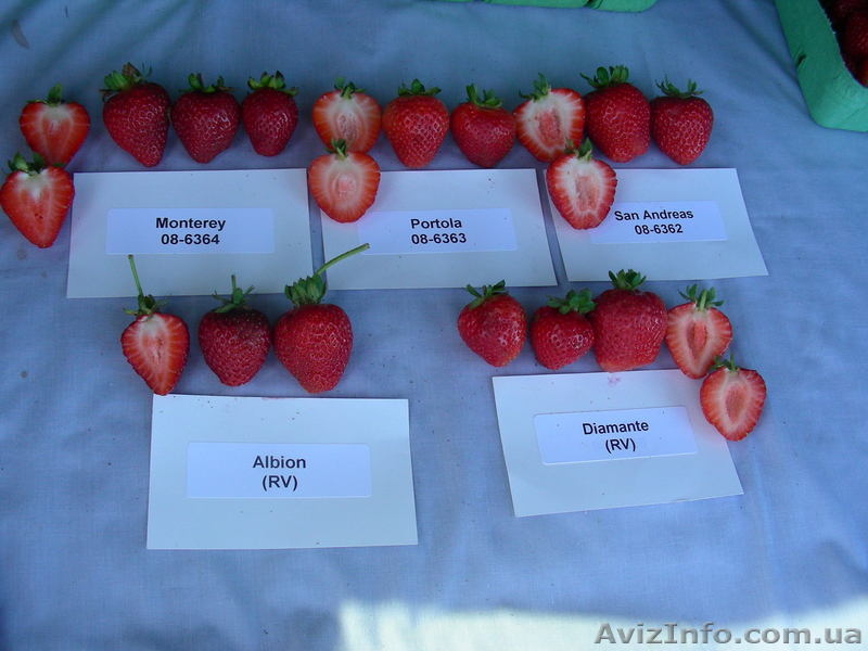 Продам фриго рассаду ремонтатной клубники из Европы - <ro>Изображение</ro><ru>Изображение</ru> #5, <ru>Объявление</ru> #871417