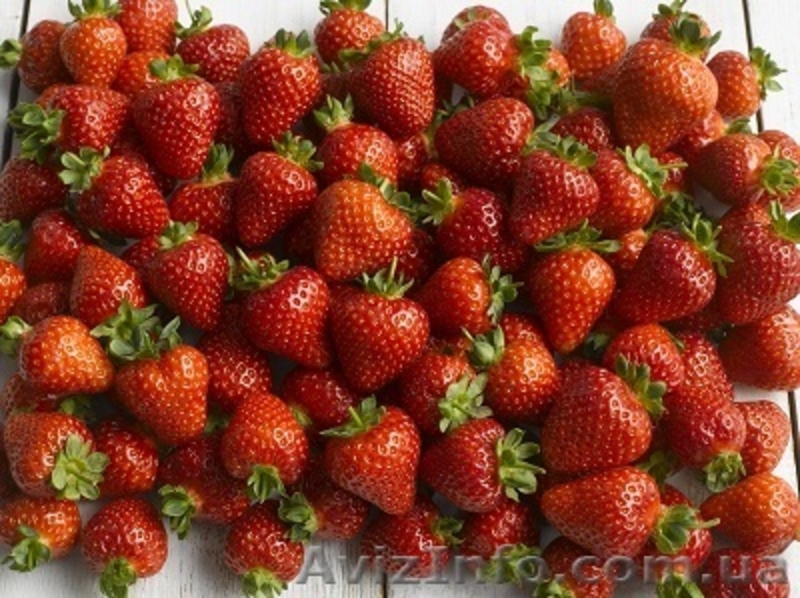 Продам фриго рассаду ремонтатной клубники из Европы - <ro>Изображение</ro><ru>Изображение</ru> #4, <ru>Объявление</ru> #871417