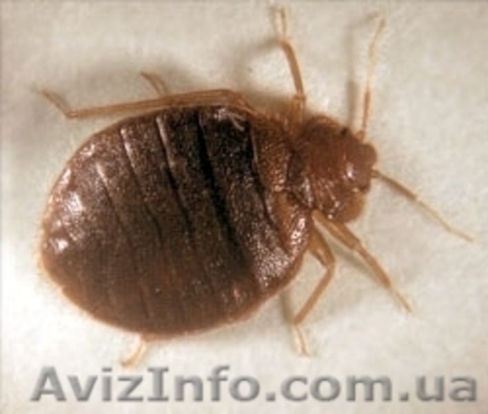 Тараканы, клопы, блохи уничтожение. Николаев. - <ro>Изображение</ro><ru>Изображение</ru> #3, <ru>Объявление</ru> #880069