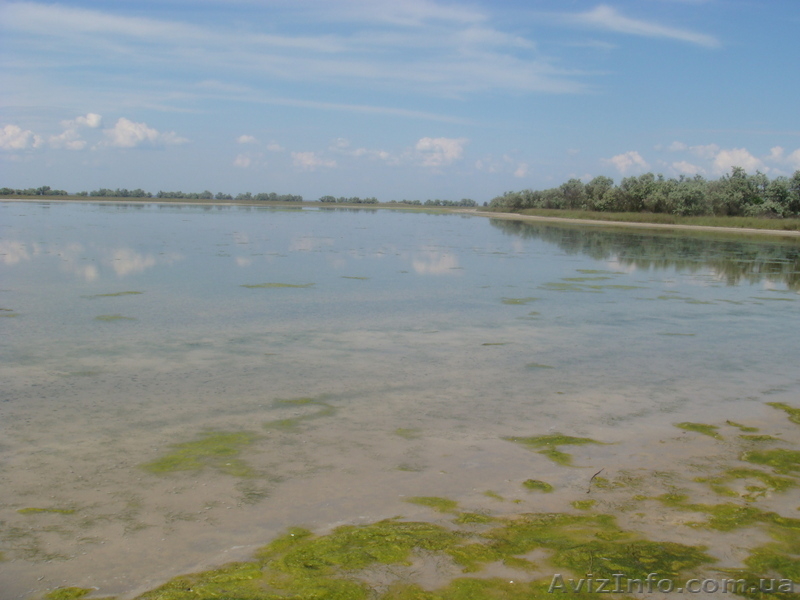 Маёвка на Кинбурне - <ro>Изображение</ro><ru>Изображение</ru> #3, <ru>Объявление</ru> #878522