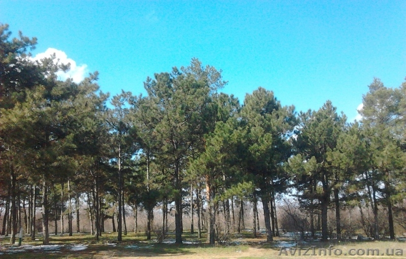 Продаю земельный участок Харчатовка ул Береговая - <ro>Изображение</ro><ru>Изображение</ru> #3, <ru>Объявление</ru> #884127