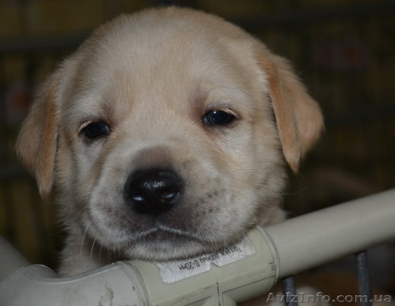 Лабрадоры ждут вас! - <ro>Изображение</ro><ru>Изображение</ru> #3, <ru>Объявление</ru> #882342